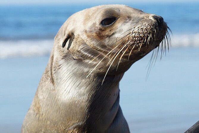 Kayak Rental for Two People in La Jolla - Gear quality, comfort, and what extra rentals cost