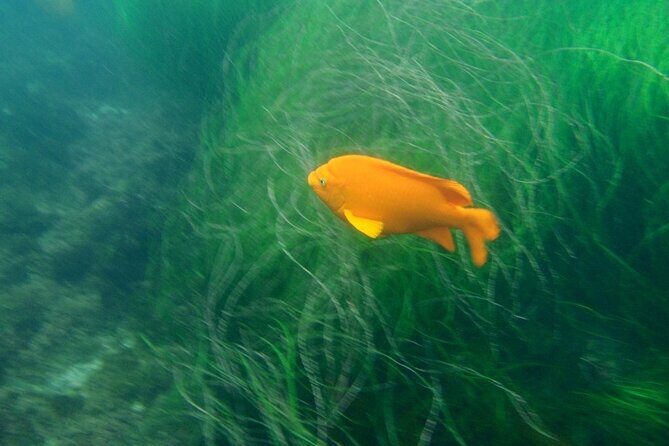 Kayak Tour of the 7 Caves - La Jolla Ecological Reserve: paddling past sea caves and spotting marine life