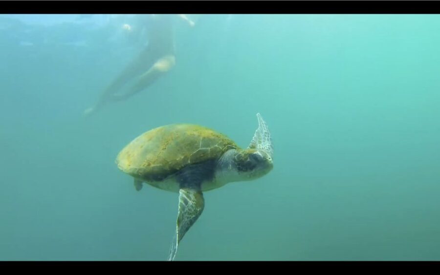 La Jolla: 2.5-Hour Kayak and Snorkel Tour - Why this La Jolla kayak-and-snorkel combo is such good value