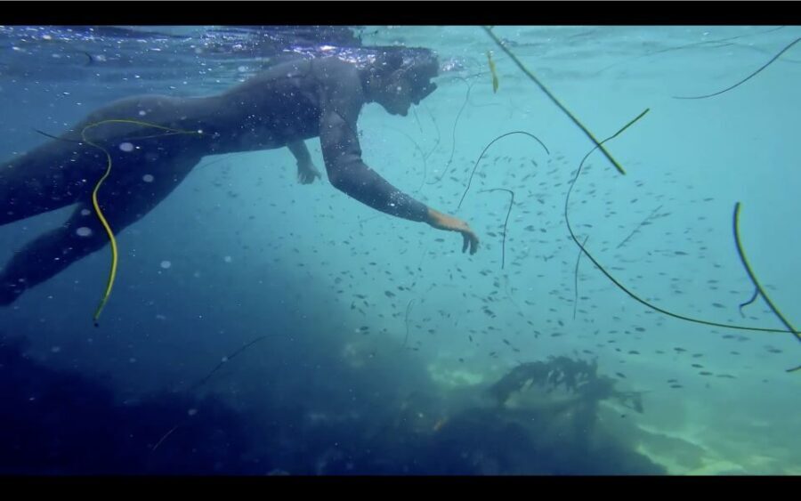 La Jolla: 2.5-Hour Kayak and Snorkel Tour - Wildlife odds: what’s likely, and why it can still disappoint