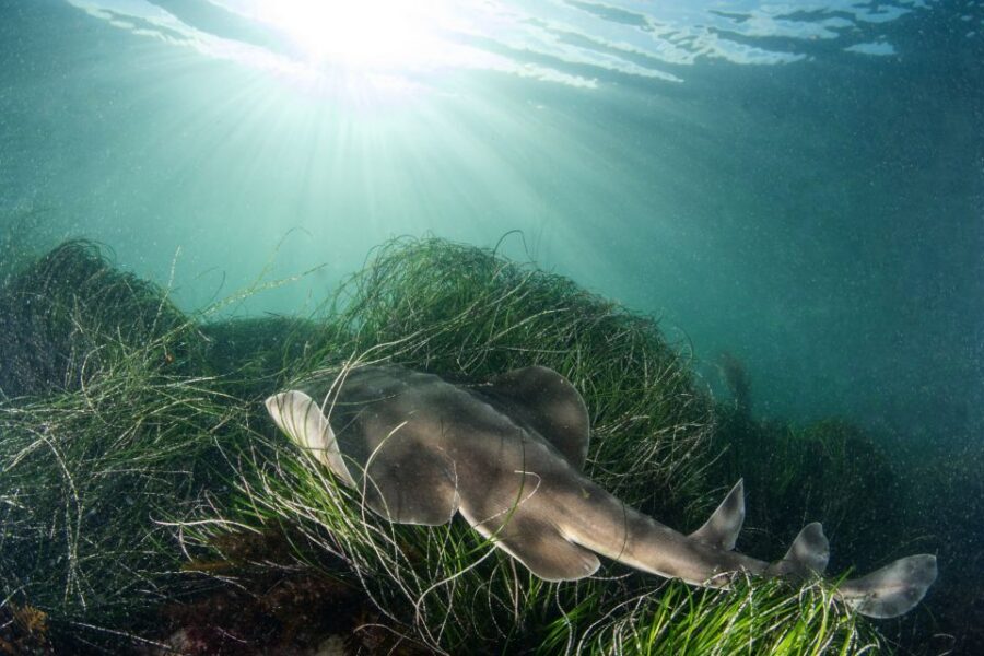 La Jolla: 2.5-Hour Kayak and Snorkel Tour - Getting to the water: the launch from Avenida De La Playa