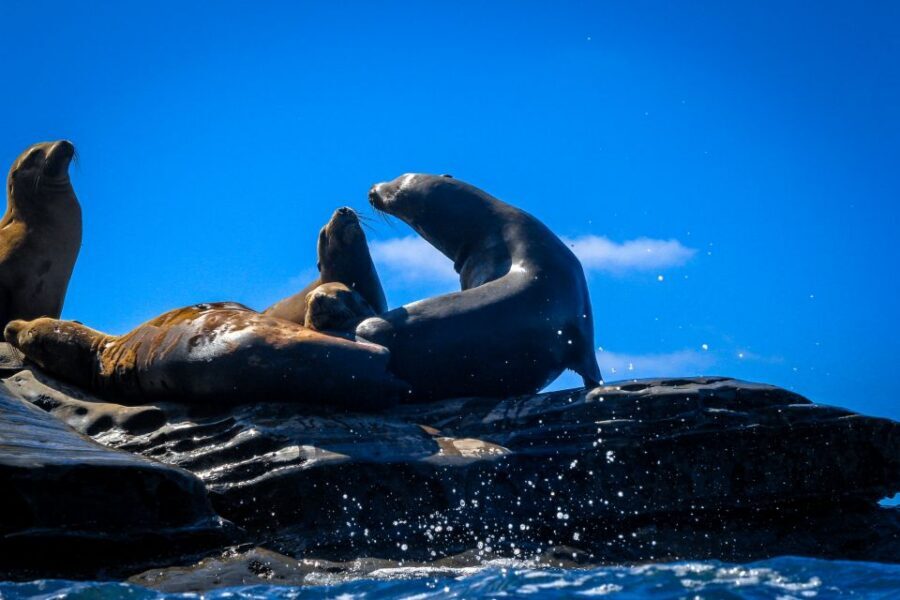 La Jolla: 2-Hour Kayak Tour of the 7 Caves - Wildlife Spotting: Sea Lions, Sharks, Garibaldi, and More