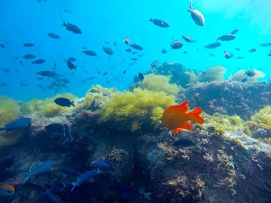 La Jolla: Full-Day Snorkel Gear Rental with Wetsuit Option - La Jolla snorkel freedom: Cove one day, Shores the next