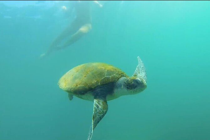 La Jolla Kayak and Snorkel Tour - La Jolla Ecological Reserve: the real reason this tour works