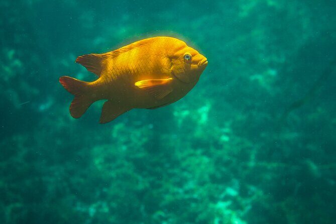 La Jolla Kayak and Snorkel Tour - Guides and group vibe: why names keep showing up