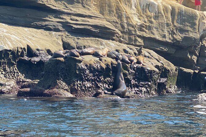 La Jolla Sea Caves Kayak Tour (Single Kayak) - What it’s like on the water: wet, salty, and mostly worth it