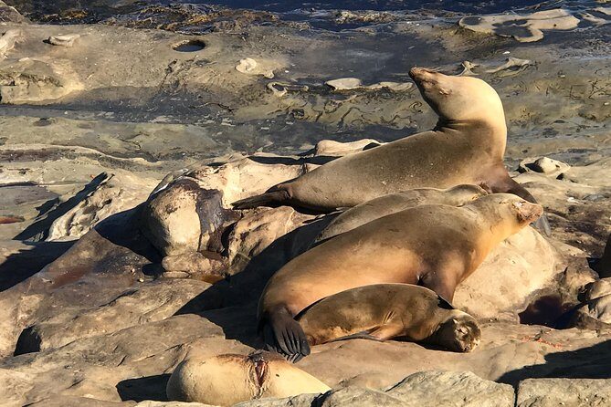 La Jolla Segway Tour - The Village, Homes, and the Art Detour: More Than Just Beaches