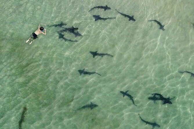 La Jolla Snorkel with the Leopard Sharks - Key takeaways before you go