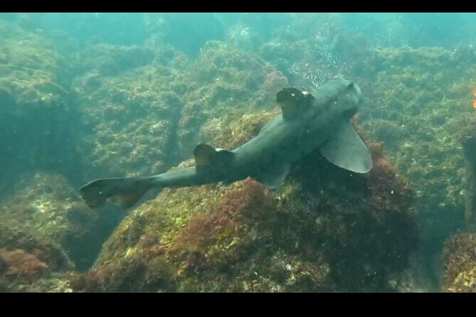La Jolla Snorkel with the Leopard Sharks - La Jolla leopard-shark snorkeling: what makes it worth your time