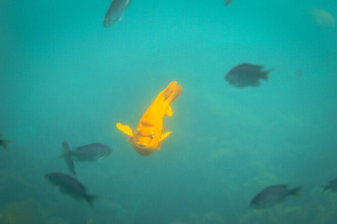 La Jolla Snorkel with the Leopard Sharks - How 50 minutes in the water can feel short (and how to handle it)
