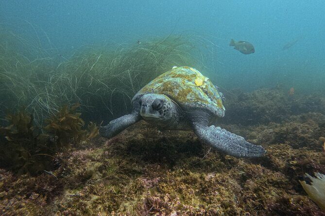La Jolla Snorkel with the Leopard Sharks - Safety notes: what’s included, and what to confirm