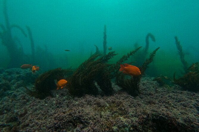 La Jolla Snorkel with the Leopard Sharks - Who should book this tour (and who might rethink it)