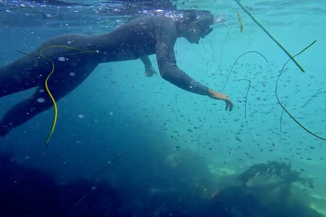 La Jolla Snorkel with the Leopard Sharks - Meeting at Bike & Kayak Tours and what happens before you swim