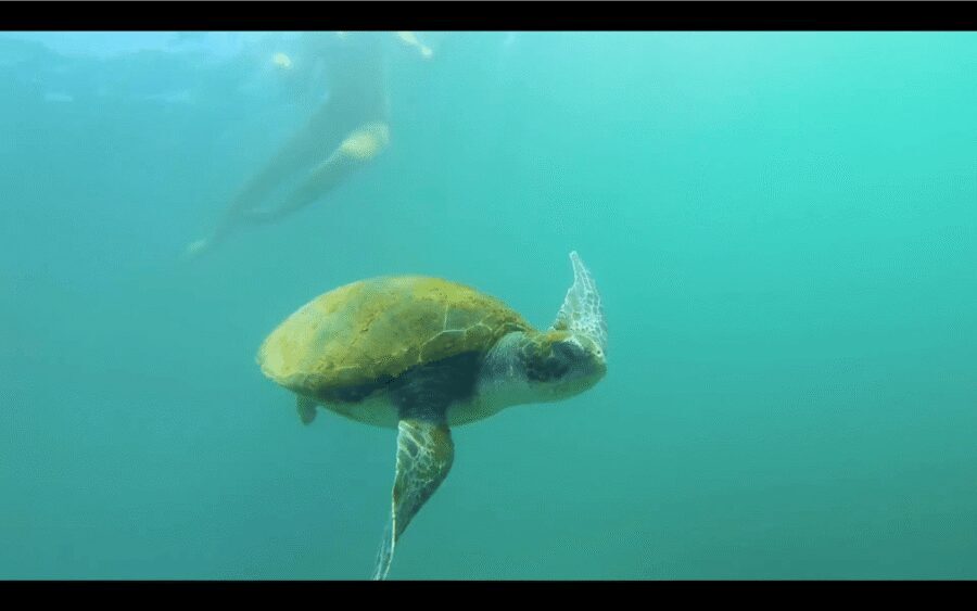 La Jolla: Sunset Kayak Tour of the 7 Caves - Key Things You’ll Notice on This Kayak Tour