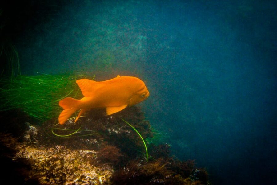 La Jolla: Sunset Kayak Tour of the 7 Caves - Wildlife You Can Actually Spot: Seals, Sea Lions, Garibaldi, Sharks
