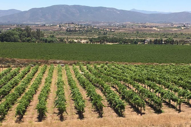 Luxury Private Wine Tasting Tour to Guadalupe Valley from San Diego - What you’re really paying for: $269 per person