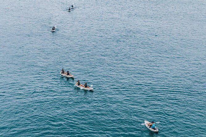 Original La Jolla Sea Cave Kayak Tour for Two - Wildlife odds: what you can realistically spot