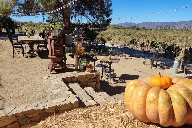 Premium Valle de Guadalupe Wine and Food Tour - Three boutique wineries: how the tastings stay interesting