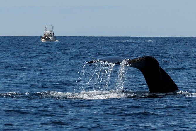 Private Family Whale & Dolphin Adventure in San Diego - Private boat time: what you get for $179 per person