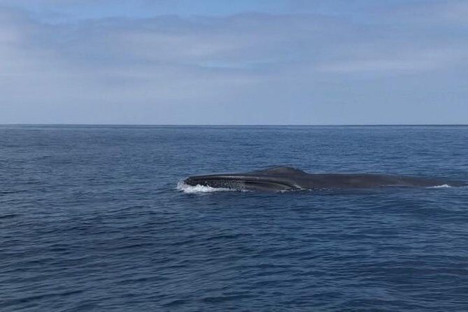 Private Family Whale & Dolphin Adventure in San Diego - What you might see in those 3 hours off San Diego