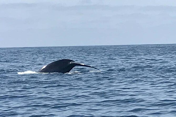 Private Family Whale & Dolphin Adventure in San Diego - Ride conditions: what choppy water and cold weather can mean