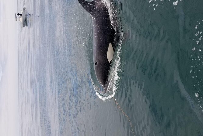 Private Family Whale & Dolphin Adventure in San Diego - Meeting at Tailwalker Whale & Dolphin Adventures without getting lost