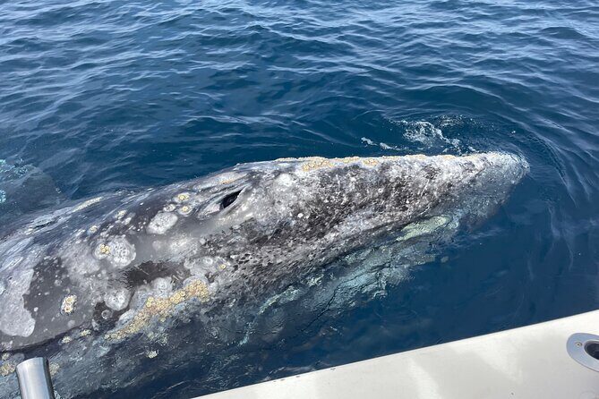 Private Family Whale & Dolphin Adventure in San Diego - Price and value: when a private charter is worth it