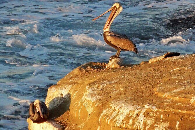 Private Shuttled Coastal Gems Scenic Customizable Tour - Stop 2: La Jolla Cove for cliffs, wildlife, and small-beach drama