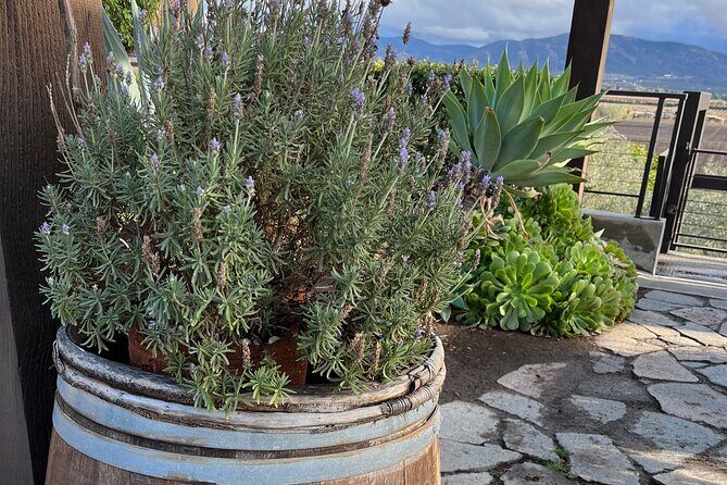 Private Tour Premium Wineries in the Valle de Guadalupe - Your guide matters more than you think