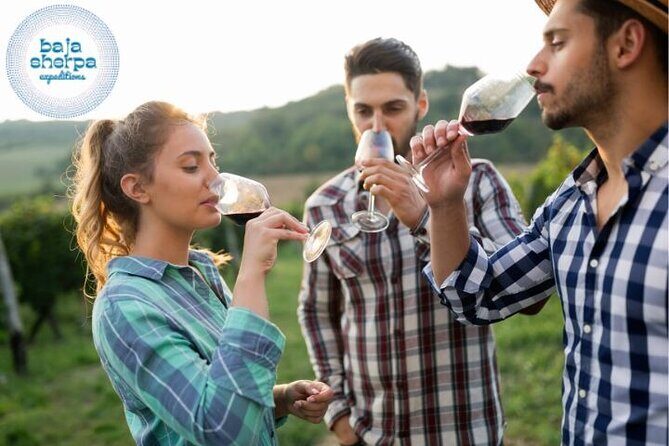 Private Tour Premium Wineries in the Valle de Guadalupe - Price and value: what $149 buys you (and what it doesn’t)