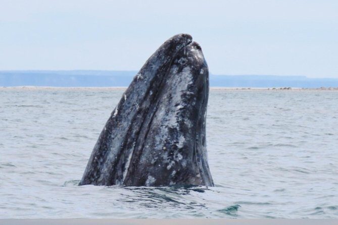 San Diego: 3 Hour Whale Watching Cruise - Comfort and What to Bring for a 3-Hour Cruise