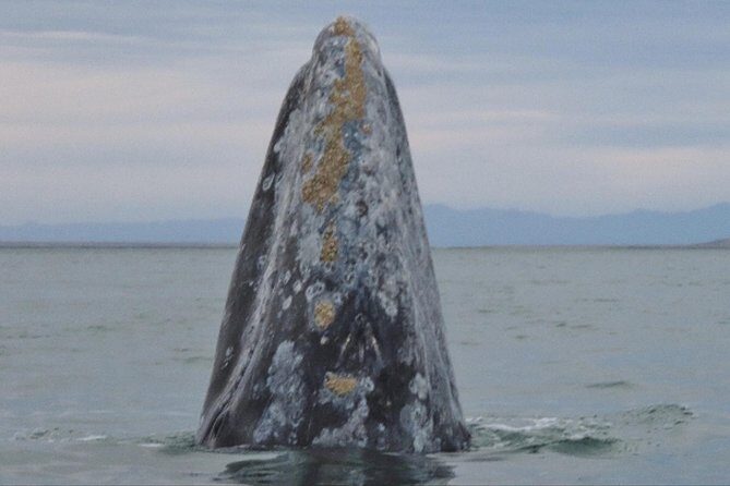 San Diego: 3 Hour Whale Watching Cruise - Quick Reality: Weather Matters, and Nature Writes the Schedule
