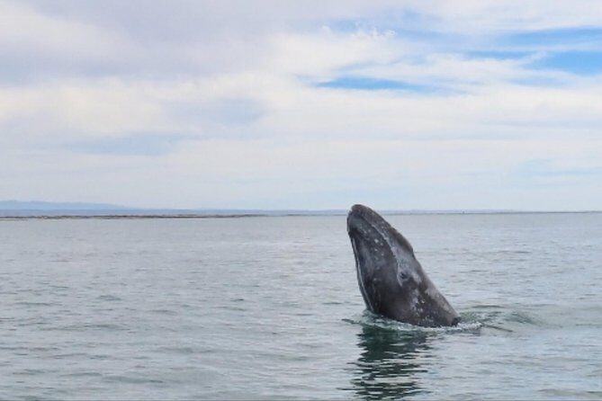 San Diego: 3 Hour Whale Watching Cruise - Should You Book Legacy Whale Watch?