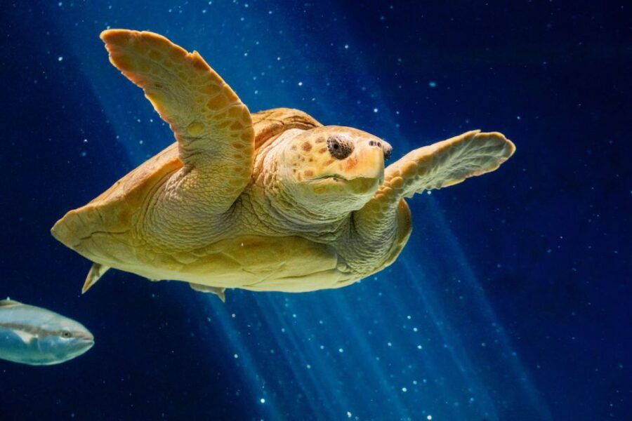 San Diego: CityPASS® Save up to 44% at Must-See Attractions - Maritime Museum of San Diego: Self-Guided and Low Pressure