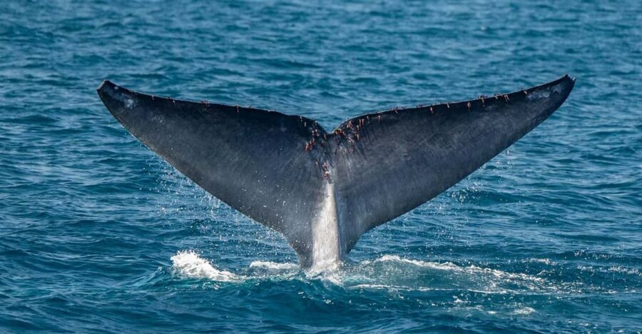 San Diego: Dolphin and Whale-Watching Sunset Cruise - Key highlights you’ll care about