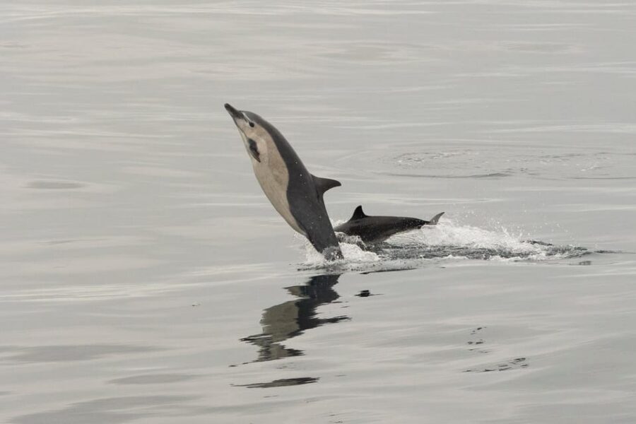 San Diego: Dolphin and Whale-Watching Sunset Cruise - Getting started at the water: ticket booth, boarding pass, and timing