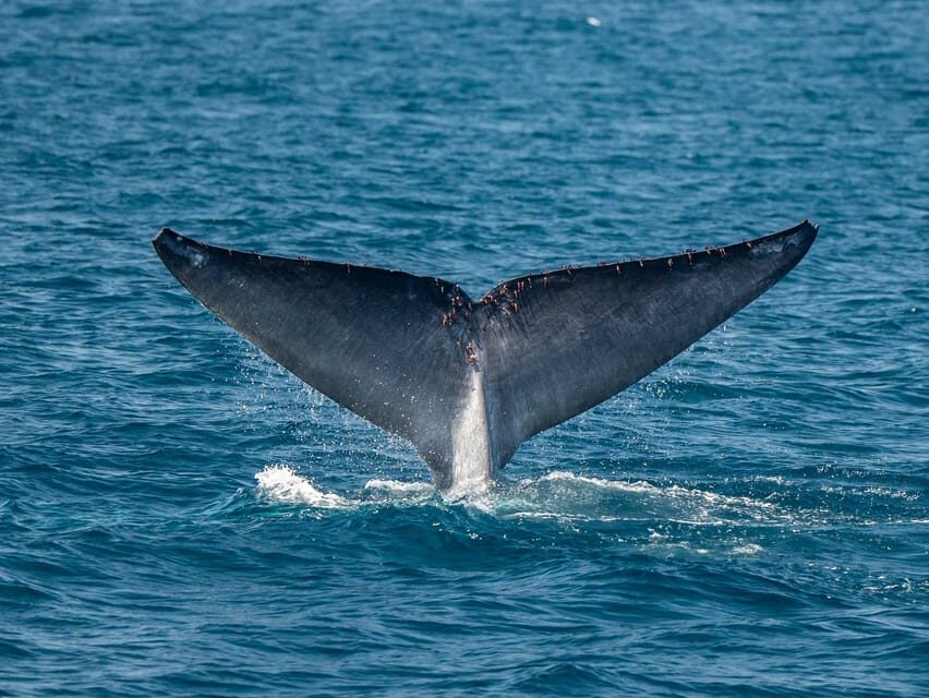 San Diego: Dolphin and Whale-Watching Sunset Cruise - What the ride feels like: cruising, scanning, then sunset