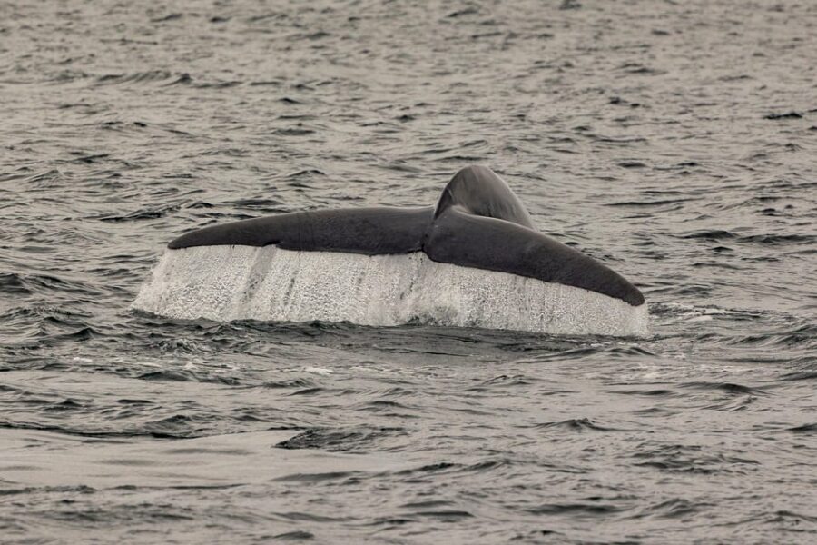 San Diego: Dolphin and Whale-Watching Sunset Cruise - Onboard naturalist commentary: why it’s more than background noise
