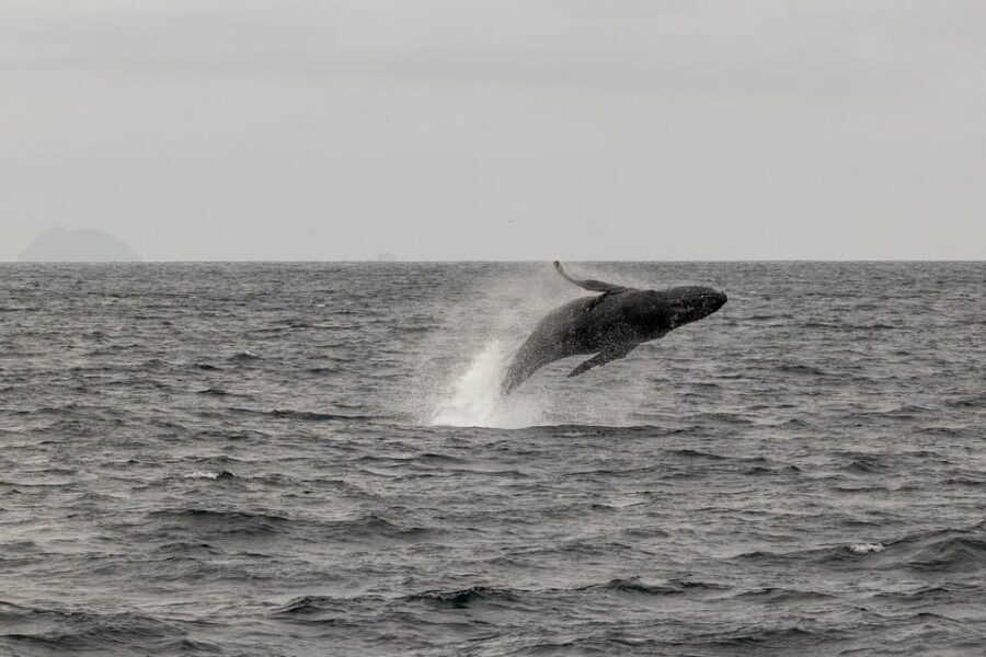 San Diego: Dolphin and Whale-Watching Sunset Cruise - Wildlife you can realistically hope for (and what’s actually been seen)
