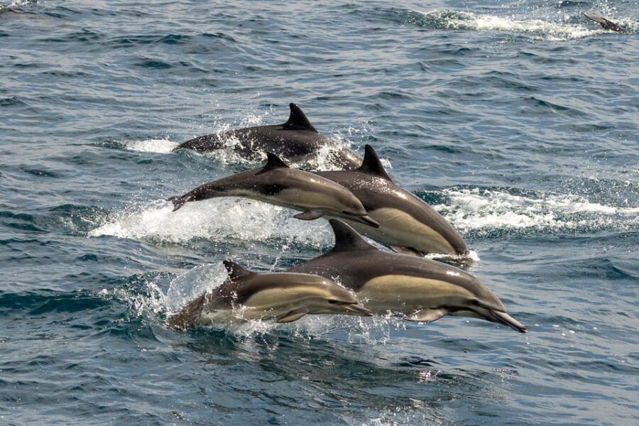 San Diego: Dolphin and Whale-Watching Sunset Cruise - The sunset on the horizon: beautiful when it’s clear, different when it’s foggy