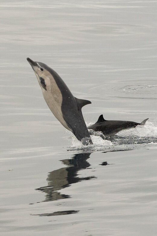 San Diego: Dolphin and Whale-Watching Sunset Cruise - Getting value from the experience: how to make the most of your 2.5–3 hours