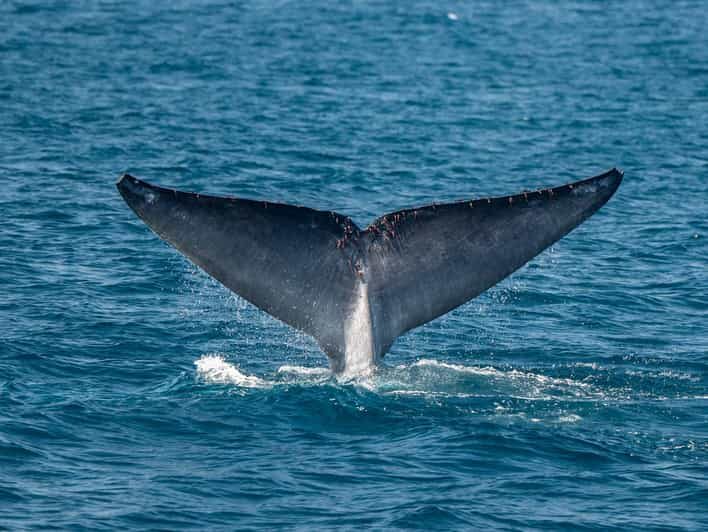 San Diego: Dolphin and Whale-Watching Sunset Cruise - When to go: cruise length and sunset timing by season