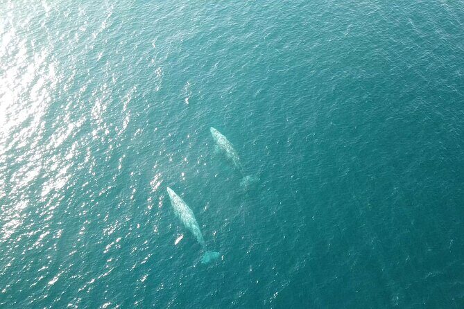 San Diego: Half-Day Marine Wildlife Tour with Lunch - The 4-Hour Flow: From San Diego Bay to the Open Pacific
