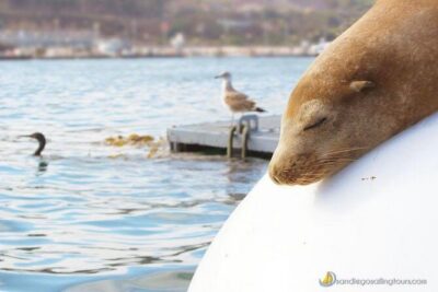San Diego: Half-Day Marine Wildlife Tour with Lunch - Where You Board: Sea Lion Fountain at Cabrillo Isle Marina