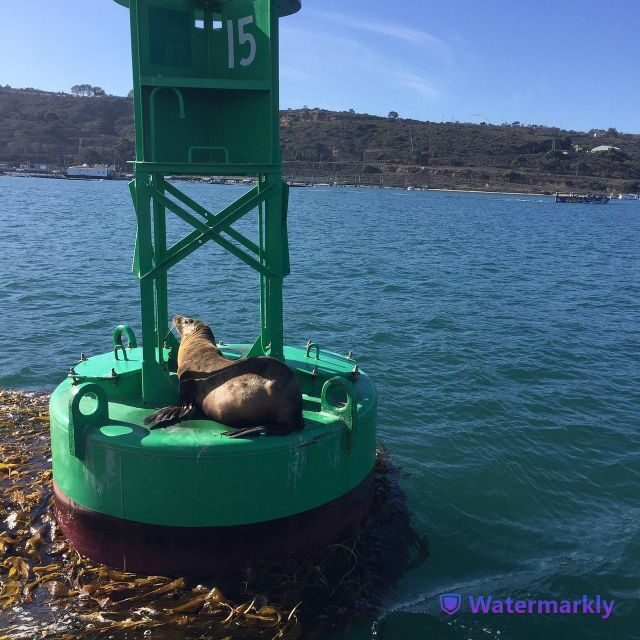 San Diego: Half-Day Marine Wildlife Tour with Lunch - Lunch on the Water: Gourmet Box Meal with Drinks