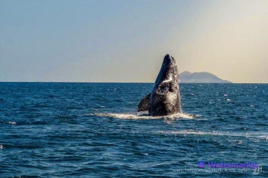 San Diego: Half-Day Marine Wildlife Tour with Lunch - Price and Value: Is $196 per Person Worth It?