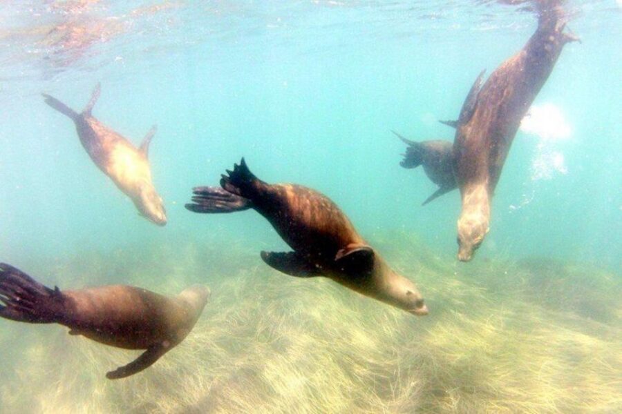 San Diego: La Jolla Cove Guided Snorkeling Tour - Key highlights I’d pencil into your La Jolla plan