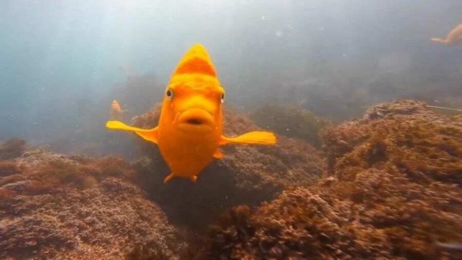 San Diego: La Jolla Cove Guided Snorkeling Tour - Why La Jolla Cove is one of San Diego’s best snorkeling choices