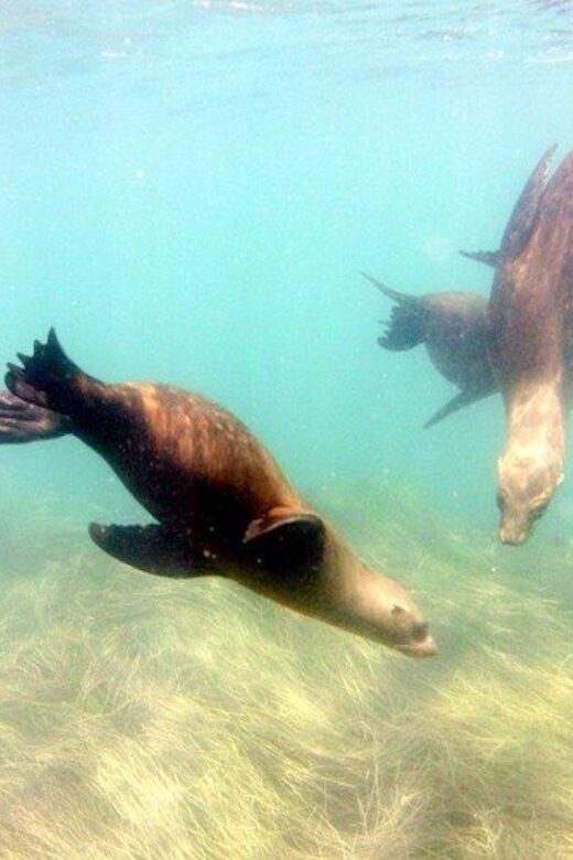 San Diego: La Jolla Cove Guided Snorkeling Tour - Should you book this La Jolla Cove guided snorkeling tour?