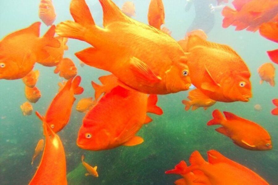 San Diego: La Jolla Cove Guided Snorkeling Tour - Your 90-minute game plan: Cove to Emerald Cove to the sea caves